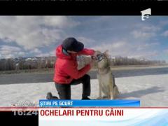 Ochelari pentru câini: noua modă care face ravagii în Statele Unite ale Americii