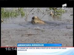 Lupta bursucilor cu brăilenii: cum pun în pericol rozătoarele un întreg oraș