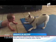 Un bulldog şi un bebeluş au devenit cei mai buni prieteni