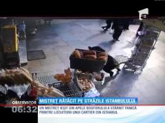 Un mistreţ a stârnit panică pe străzile unui cartier din Istanbul