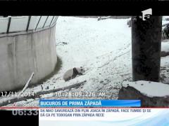 Un urs panda se rostogoleşte prin zăpadă ca un copil fericit