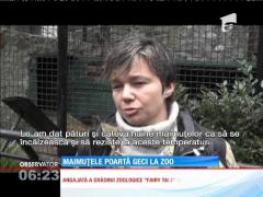 Maimuţele de la o grădină zoologică din Crimeea poartă geci şi se acoperă cu pături din cauza frigului