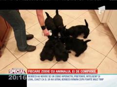 SPECIAL! Fiecare zodie cu animanul ei de companie