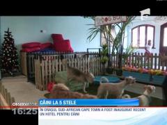 Primul hotel de cinci stele destinat exclusiv patrupezilor. Cum sunt răsfățați câinii