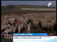 Aleşii stabilesc prin lege câţi câini sunt permişi la o stână