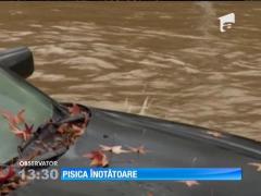 O pisică şi-a dovedit talentul de înotător