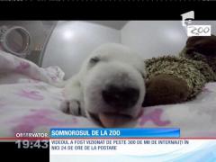Puiul de urs somnoros are mii de fani