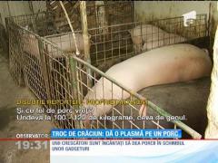 Un televizor nou, la fel de valoros ca un porc