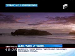 În Australia există o insulă unde câinii păzesc pinguinii de vulpi