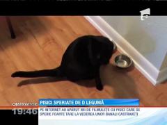 VIDEO VIRAL! Pisicuţele speriate de o... LEGUMĂ