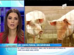 Comerţul cu porci crescuţi în gospodării particulare este ilegal