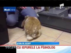 Un iepure agresiv a fost dus la psiholog