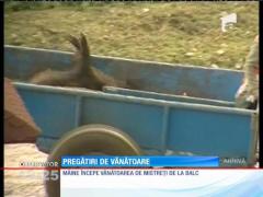 Începe tradiționala vânătoare de mistreți de la Balc