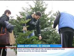 Prețul unui brad în ghiveci variază între 30 și 300 de lei, în funcție de dimensiune