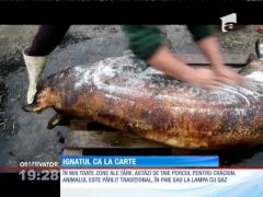 20 decembrie, ziua în care se taie porcul pentru Crăciun