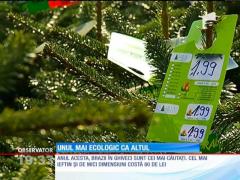 Brazii în ghiveci sunt cei mai căutați. Motivul?