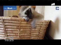 Cea mai somnoroasă maimuţă din lume