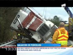 Salvatorii de purceluși: mobilizare extraordinară pentru salvarea animalelor