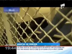 Un câine a fost salvat cu puţin timp înainte de a fi eutanasiat