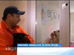 Animalele merg la hotel, de sărbători