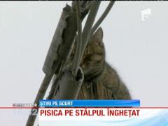 Pisica de pe stâlpul înghețat
