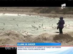 Iarna a conturat un peisaj de poveste la malul mării