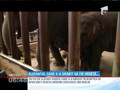 Un pui de elefant asiatic, noua vedetă de la grădina zoologică din Berlin