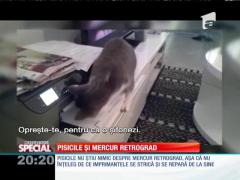 SPECIAL! Pisicile si mercur retrograd