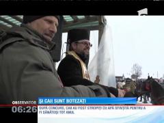 Mai mulți cai au fost botezați cu apă sfinţită, în Prahova
