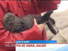 Un pui de vidră rătăcit de mamă şi-a găsit, temporar, casă, într-un acvariu din California