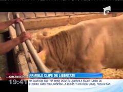Primele clipe de libertate ale unui taur ţinut doar în lanţ