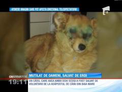 Cu un caz de o cruzime fără margini s-au confruntat medicii veterinari din Baia Mare. Ei au salvat un câine abandonat la marginea unei păduri, bătut şi cu ochii scoşi