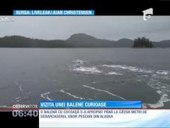 O balenă cu cocoaşă s-a apropiat de debarcaderul unor pescari din Alaska