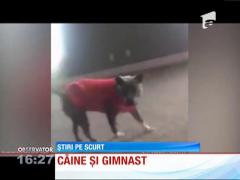 Un gimnast desăvârșit. Câinele care face senzație pe internet