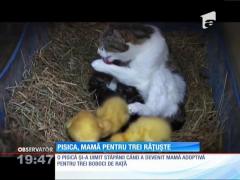 Psică, mamă și pentru 3 rățuște