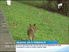 Vulpile au luat cu asalt oraşul Arad
