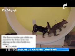 Sesiune de alergare cu ghinion pentru un pui de pisică
