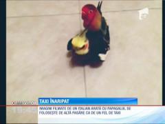 Cel mai leneş papagal