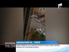 Ce înseamnă concentrarea la o pisică