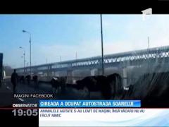 Autostrada Soarelui, blocată de zeci de vaci