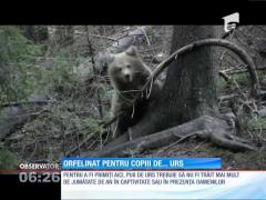 Orfelinatul pentru urși din Harghita, un loc plin de bucurie