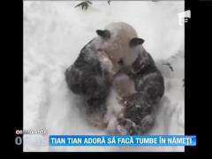 Ursul panda care adoră să facă tumbe în zăpadă
