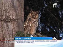 Situaţie ciudată în Argeş, curtea unui primar a fost invadată de bufniţe