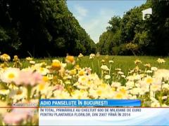 Adio panseluţe, în Bucureşti. Plantele, frumos colorate şi la petale, dar şi la preţ, vor deveni istorie