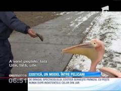 Păsările din microrezervaţia Delfinariului din Constanţa, din nou libere