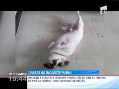 Un patruped-cascador face senzaţie cu talentul lui de a încasa lovituri