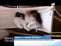 Hamacul, misiune imposibilă pentru o pisică