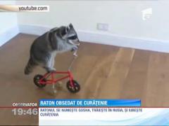 VIDEO: Aveți nevoie de ajutor? El e ratonul obsedat de curățenie