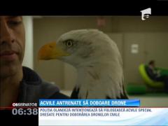 În Olanda păsările de pradă au pus ochii pe drone