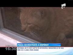 Pisica sechestrată într-un magazin sigilat de controlorii fiscali a dispărut